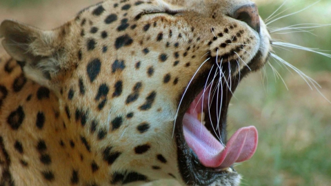 В Саратове на ребенка напал леопард в контактном зоопарке