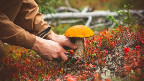 В Саратовской области девять человек отравились грибами