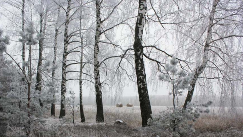 В Саратове обещают небольшой снег и до -2 градусов