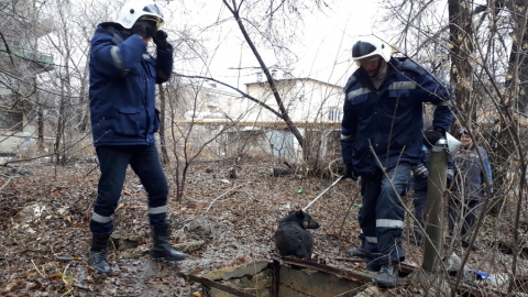 В Саратове спасатели оказали помощь собаке и кошке