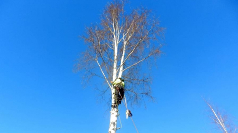 Министр экологии о неправильной опиловке деревьев: "Службы расхлебывают ошибки 40-летней давности"