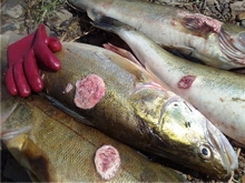 Главный ветеринар области: Уничтожайте зараженных фибросаркомой рыб