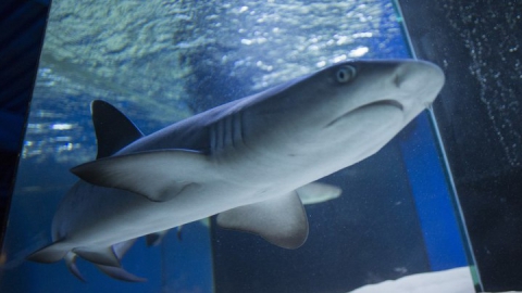 Жителей Саратова приглашают на экзотическую экскурсию с живой акулой