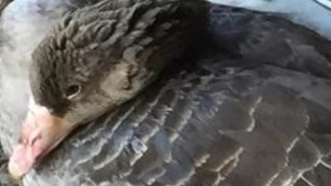 Энергетики спасли дикого гуся на территории Саратовской ГРЭС