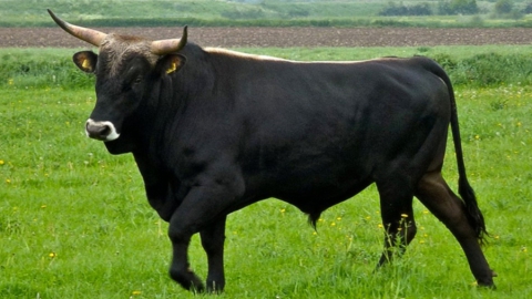 Жительница Вольского района написала заявление на быка