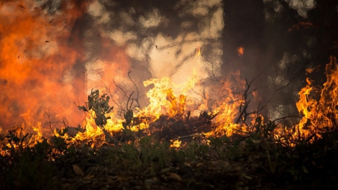 В июле на западе Саратовской области будет повышенная опасность лесных пожаров
