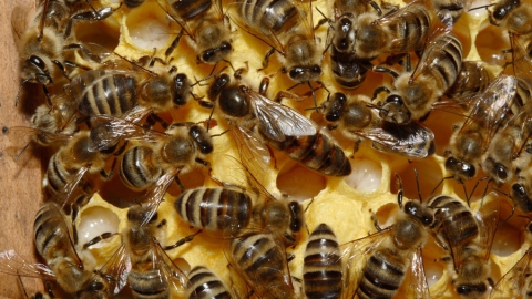 В трупах погибших в Петровском районе пчел найдены следы пестицидов