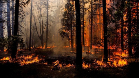 Риск лесных пожаров в Саратовской области приближен к максимальному