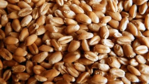Почти половина саратовского экспорта зерновых пришлась на Азербайджан