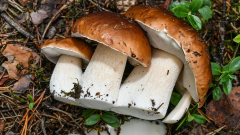 В Балашовском районе отец и двое его сыновей отравились грибами