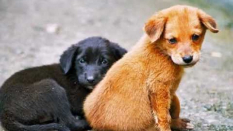 В Саратове могут закрыть пункт временной передержки для собак