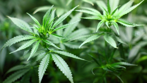 Полиция нашла более 150 граммов марихуаны в Затоне