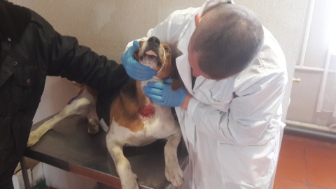 Ветеринары вылечили получившую раны собаку