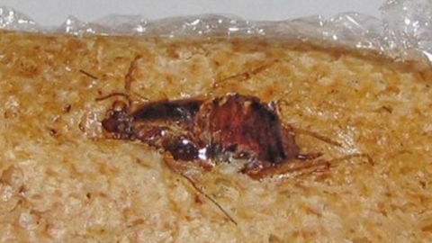 В балаковской пекарне зафиксировано нашествие тараканов. ВИДЕО