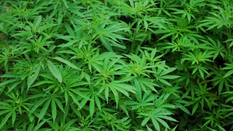 Полиция задержала на «закладке» со значительным весом двух любителей марихуаны