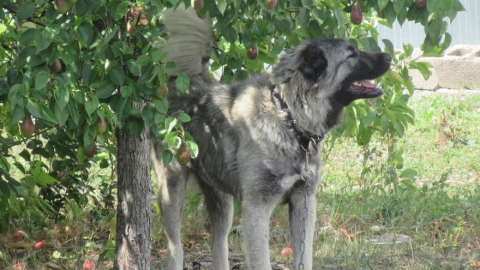 В Саратове запрещен выгул собак без намордника и поводка