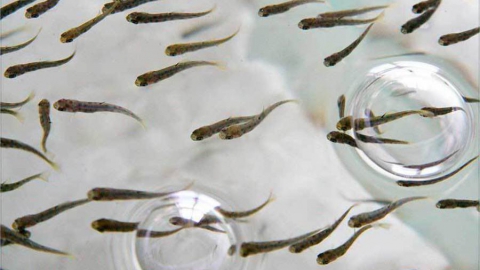 «Росатом» и «КВС» впервые заставят заплатить за ущерб Волге «Росатом» и «КВС» впервые заставят заплатить за ущерб Волге