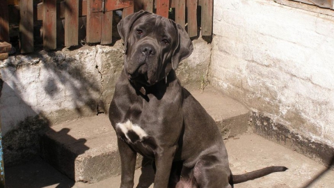 Натравивший на полицейских итальянскую собаку саратовец предстанет перед судом