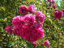 Спустя 15 лет в Саратове снова появится "Аллея роз"