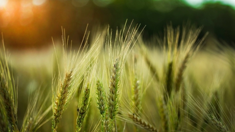 Сбербанк рассказал о перспективах развития аграрной отрасли