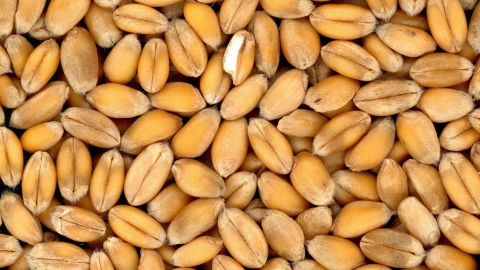 20 тонн подозрительной пшеницы не пропустили в Казахстан
