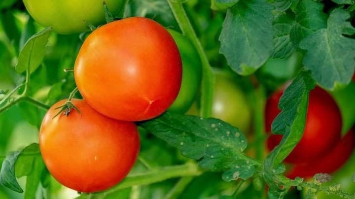 Саратовцы в новом году рискуют остаться без израильских помидоров