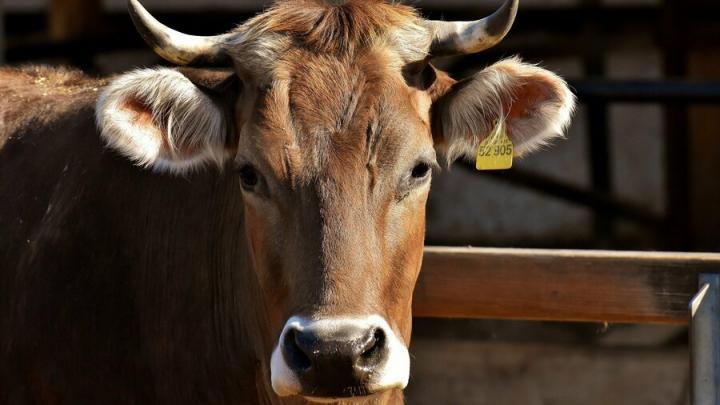 Корова погибла на пожаре в Татищевском районе
