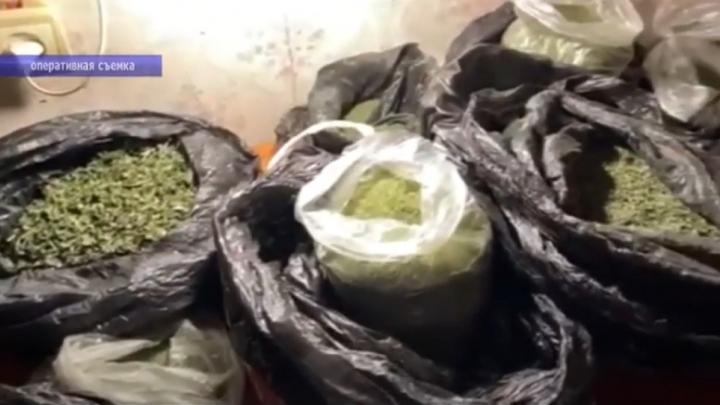 Полицейские изъяли в Саратове крупную партию марихуаны | ВИДЕО