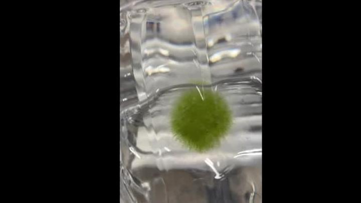 В воде из саратовского магазина нашли «зеленый коронавирус» | ВИДЕО