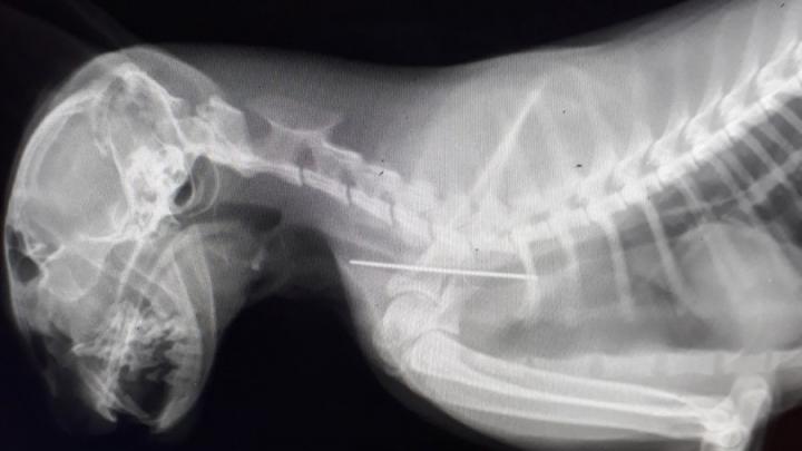 Саратовские ветеринары спасли проглотившую иголку кошку