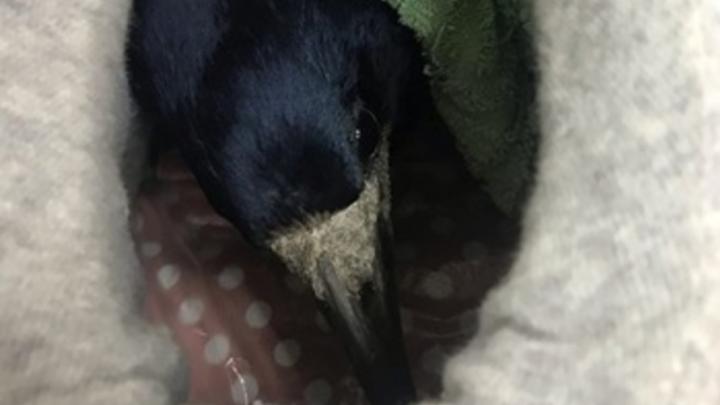 Балаковские ветеринары спасли ворону-долгожительницу и черепашку