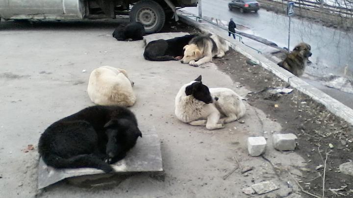 Саратовский «Дорстрой» не нашел следов бездомных собак–призраков