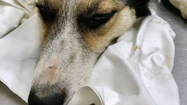 Саратовские ветеринары извлекли из шеи собаки зубочистку