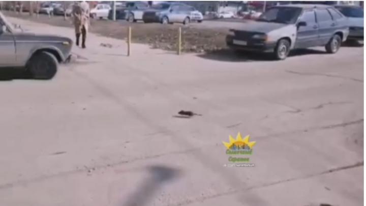 Администрация отреагировала на видео с крысами в Кировском районе