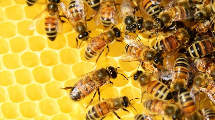 Подозрительных пчел не пустили в Саратовскую область