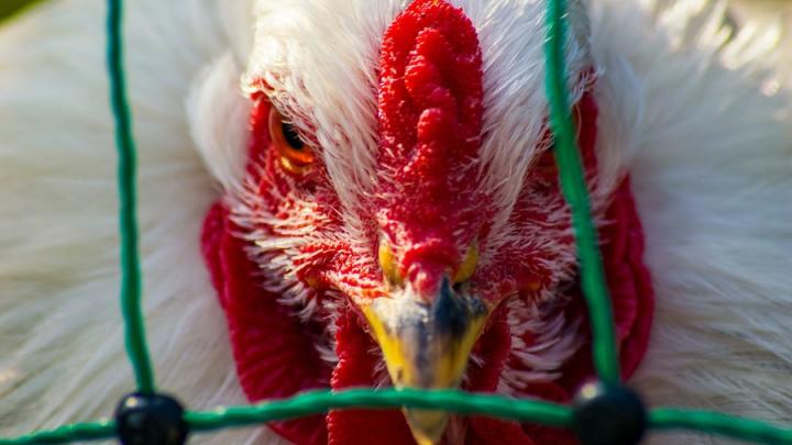 80 килограммов зараженной гриппом птиц продукции поступило в Саратовскую область