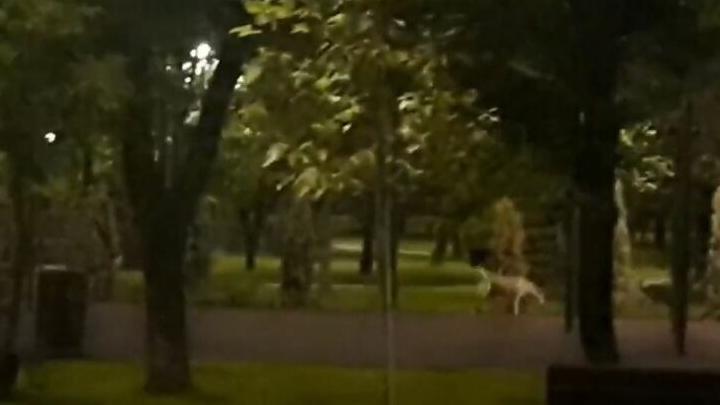 Уличные собаки "приватизировали" парк в Комсомольском поселке | ВИДЕО
