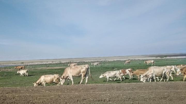 Три района Саратовской области на карантине по лейкозу крупного рогатого скота