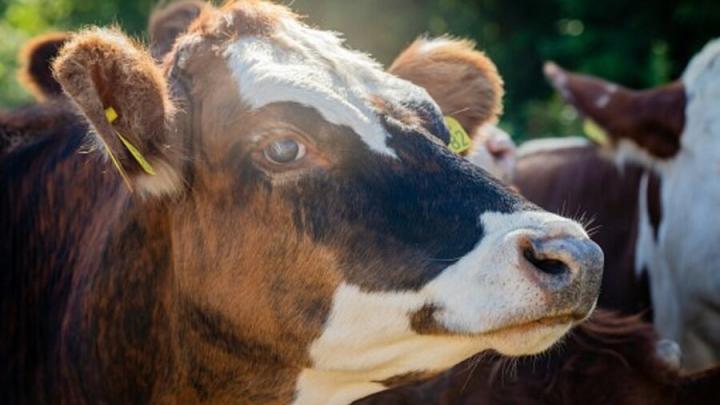 За неучет коровьего навоза фермер оштрафован на 50 тысяч рублей
