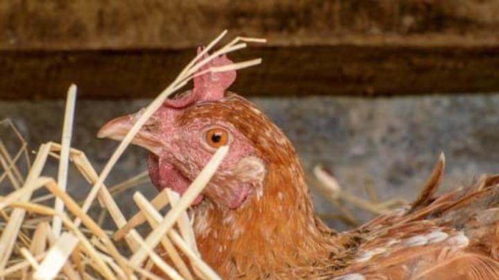 В Дергачевском районе выявлен очаг птичьего гриппа