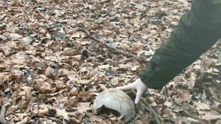 В лесу Романовского района нашли половину человеческого черепа 