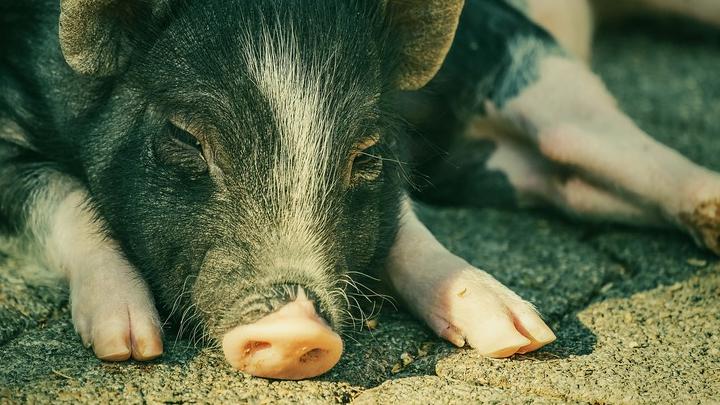Губернатор Радаев издал постановление об уничтожении продуктов убоя свиней