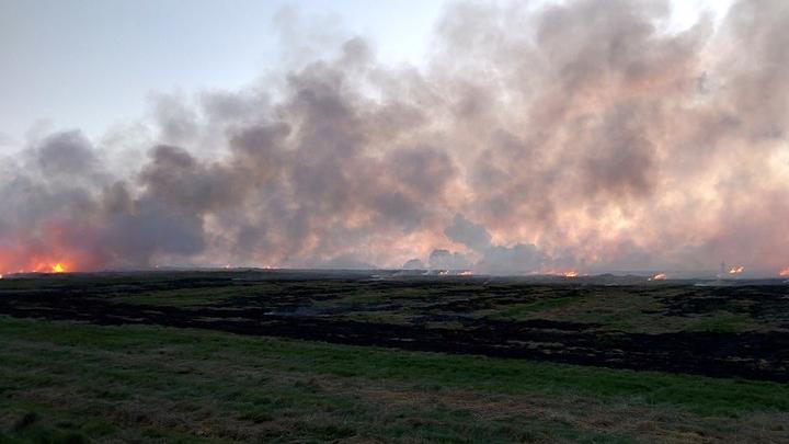 В пожаре на саратовской ферме погибли 60 свиней