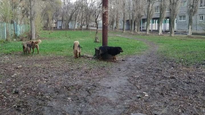 Почти 3,5 тысячи бездомных собак планируют отловить в Саратовской области