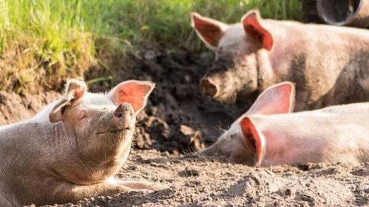 Кормление свиней пищевыми отходами может привести к заражению АЧС