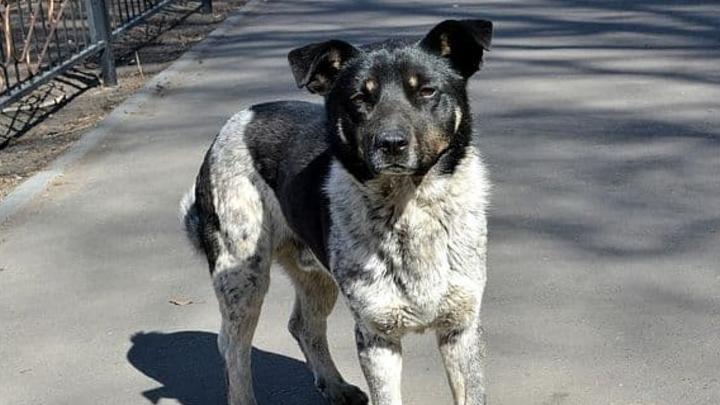 Бродячую собаку, укусившую ребенка в Саратове, планируют поймать до 3 марта
