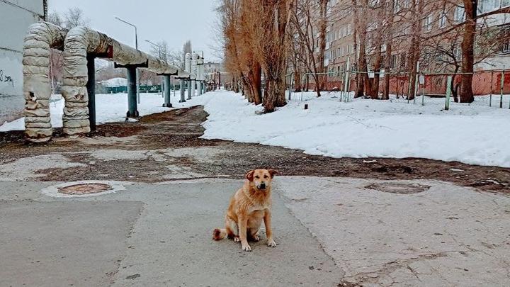 "Вы собакам на улицах этот выговор зачитайте": саратовского чиновника наказали за нападение собак на детей