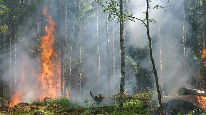 Бывший замминистра пытался скрыть лесной пожар в Саратовском районе