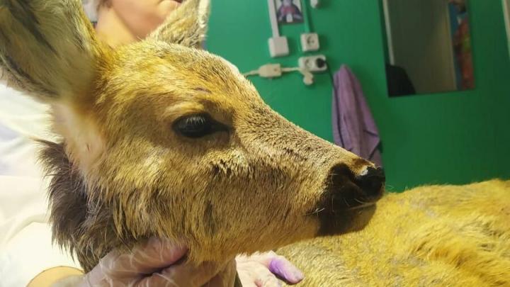 Ветеринары Базарного Карабулака спасли раненого детеныша косули