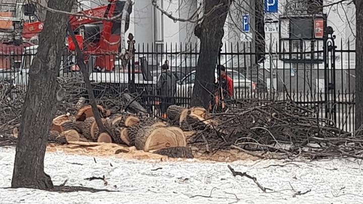 В Липках начали пилить деревья, саратовцы беспокоятся за парк федерального значения